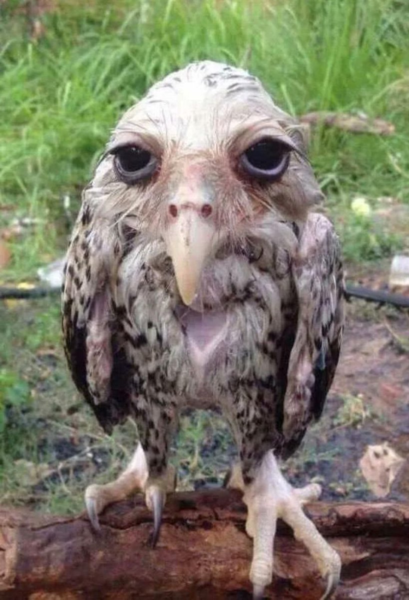 Hello everybody. Please look at this picture of an owl that has been rained on. 

Thank you.