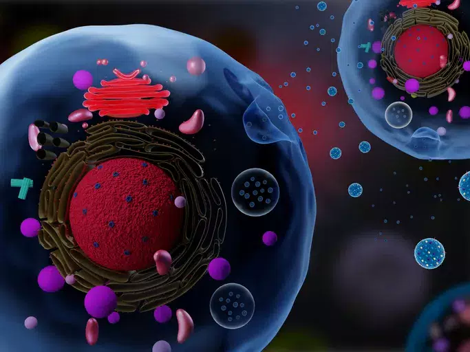 KI researchers have developed a targeted #cancer treatment based on #ExtracellularVesicles loaded with chemotherapy and decorated with antibodies. The new therapy, presented in <a href="/natBME/">Nature Biomedical Engineering</a>, reduces tumour growth and improves survival in mice. #Immunotherapy news.ki.se/bodys-message-…