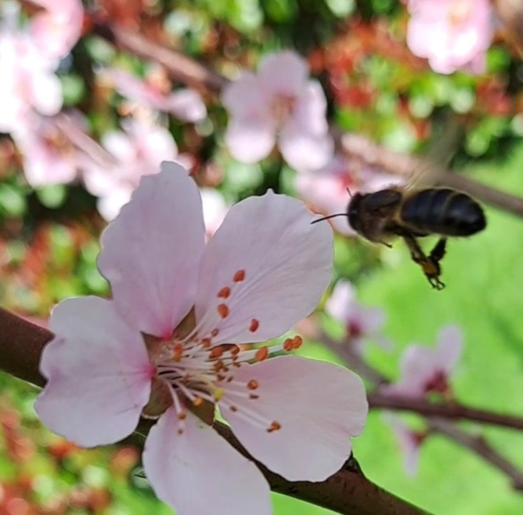 Nicholastownhoney (@nictownhoney) on Twitter photo Happy World Bee Day πππ
#WorldBeeDay #pollination π Happy World Bee Day πππ
#WorldBeeDay #pollination π