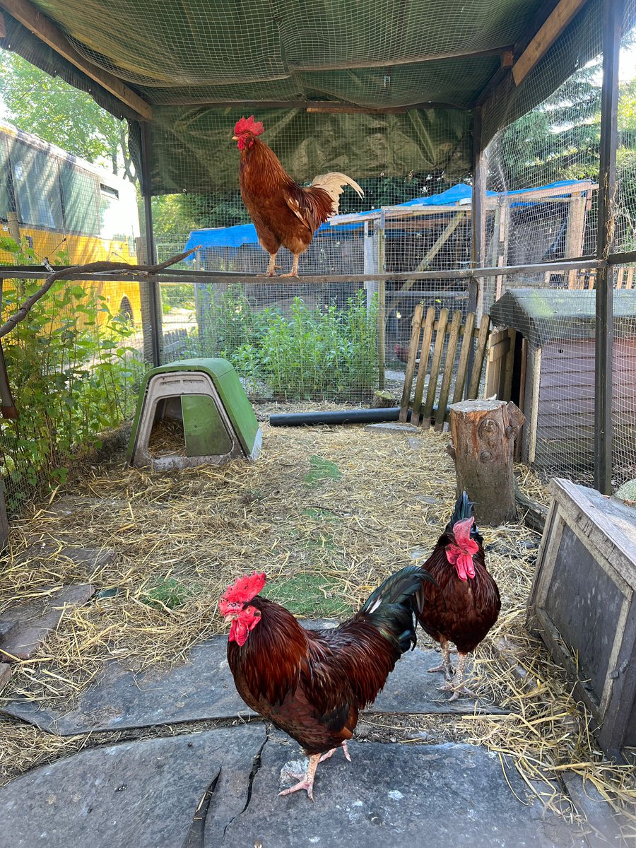 The people at dogs4rescue.co.uk have a number of Cockerels needing homes, if anyone has some hens needing a rooster you can contact them on- leaders@dogs4rescue.co.uk 🐔🐓 #adoptdontshop #hens #chickens #Mondaythoughts