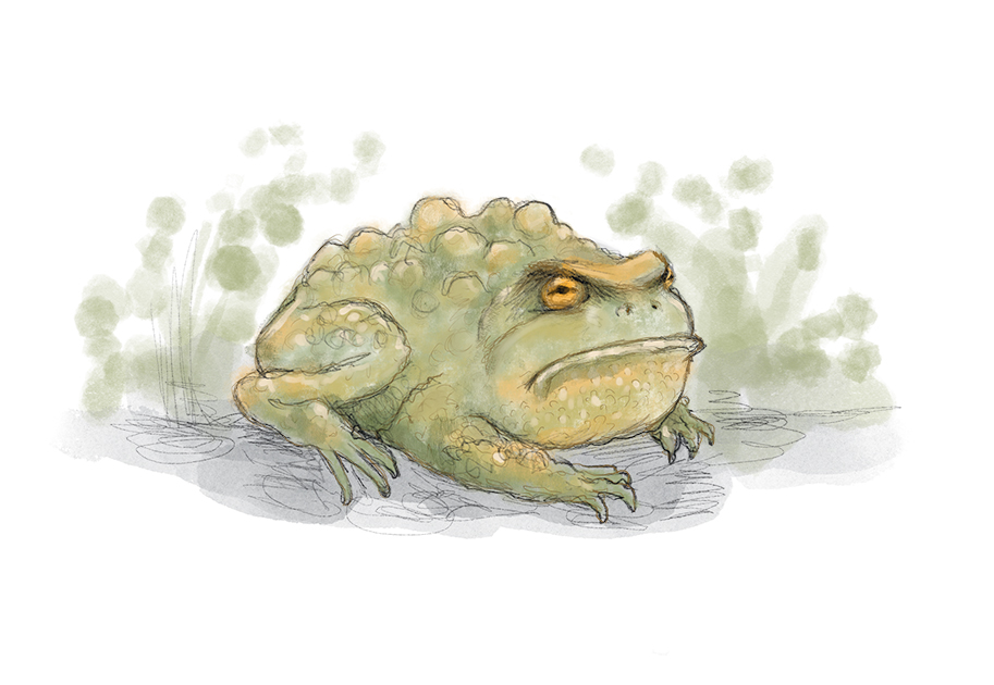 Tyrus the Toad. #monday #illustration #handdrawn on #ipad