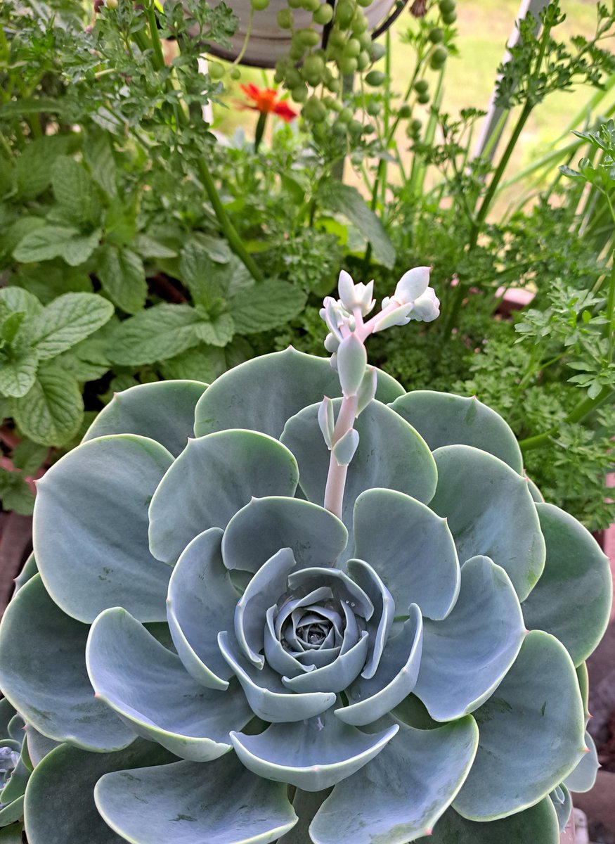 【七福神】
花芽が上がって来ました。
 #多肉植物