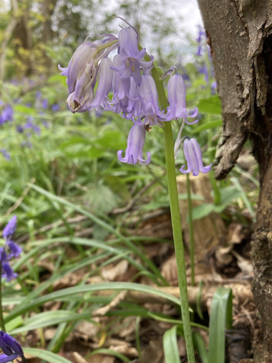 Daily bluebell photo #36 All are English bluebells - Hyacinthoides non-scripta 🤗💜