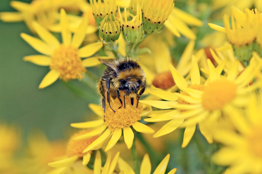 Are you taking part in #NoMowMay 

If so, you may have spotted more pollinators in your greenspace, which are hugely important for biodiversity. @BumblebeeTrust have produced a guide to identify which bee species you have provided a home for.

bumblebeeconservation.org/learn-about-bu…
#WorldBeeDay