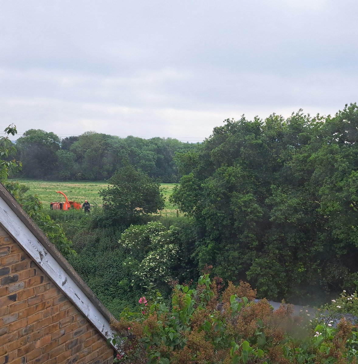 In those old oak trees which have scores of nesting birds in them, is a man on a cherry picker weilding a chainsaw employed by @UKPowerNetworks. This is illegal & @networkrail gave permission to cut now. @KentPoliceRural have been informed as have @KentWildlife & @NaturalEngland.