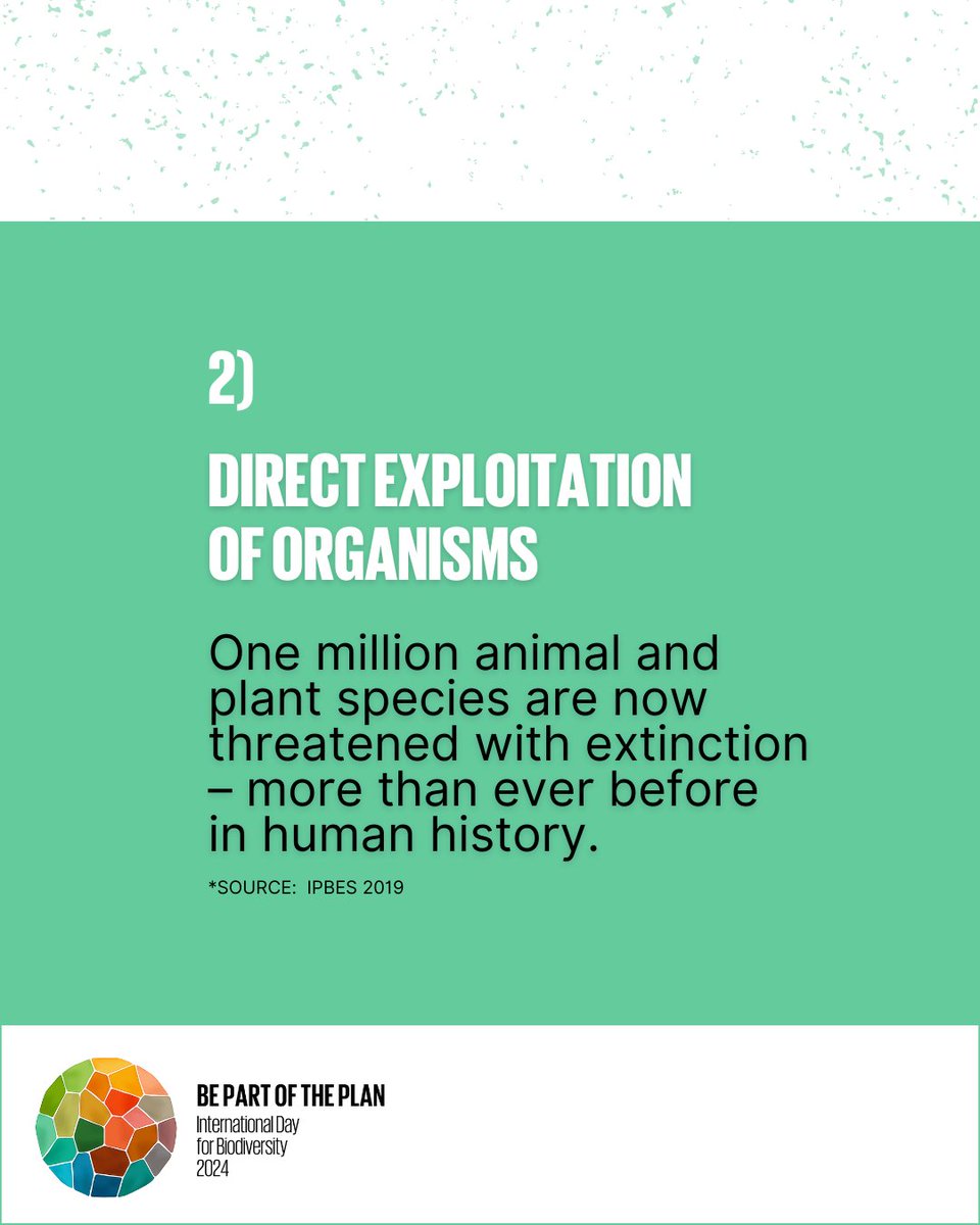 #Biodiversity is being lost at unprecedented rates⌛️ What are the key drivers of biodiversity loss? 🛻 Find out more here👇 & read about how you can be #PartOfThePlan cbd.int/biodiversity-d… @UNbiodiversity