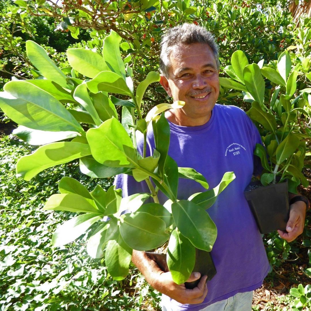 Farmerama Radio (@farmerama__) on Twitter photo "It's been our garden's history to work on native Hawaiian plants over the last several decades"
🌿Tune into hear Michael Demotta - the Living Collections curator <a href="/NTBG/">National Tropical Botanical Garden</a> on Kauai - talk about speciality, native plants and the important role they play in Hawaiian culture. "It's been our garden's history to work on native Hawaiian plants over the last several decades"
🌿Tune into hear Michael Demotta - the Living Collections curator <a href="/NTBG/">National Tropical Botanical Garden</a> on Kauai - talk about speciality, native plants and the important role they play in Hawaiian culture.