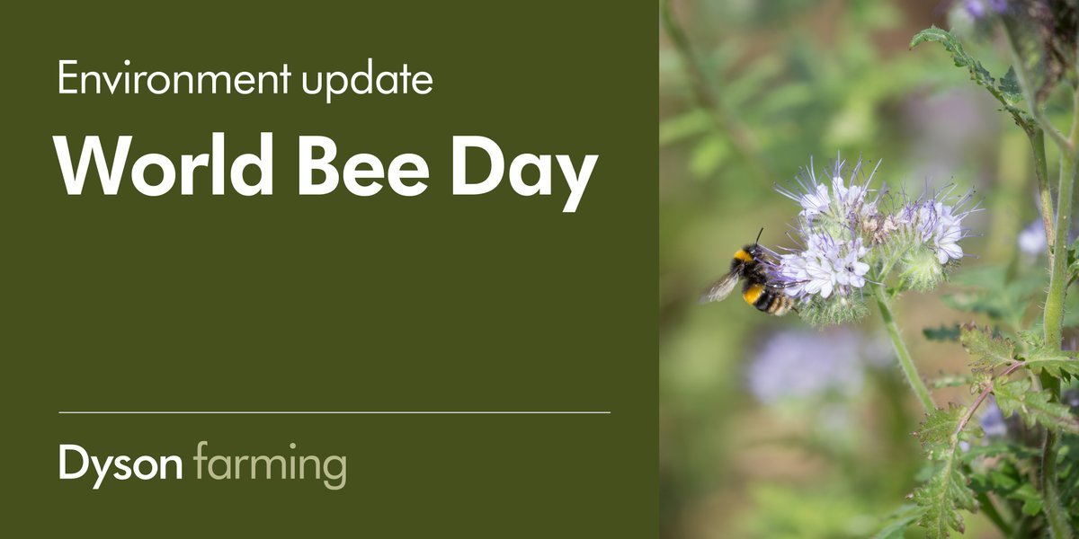 WORLD BEE DAY 🐝 Bees are integral pollinators for many of our crops such as peas, beans and oilseed rape. We work with local bee keepers to learn when there are periods of lower food resource and try to fill them with our environmental features. #worldbeeday #farming