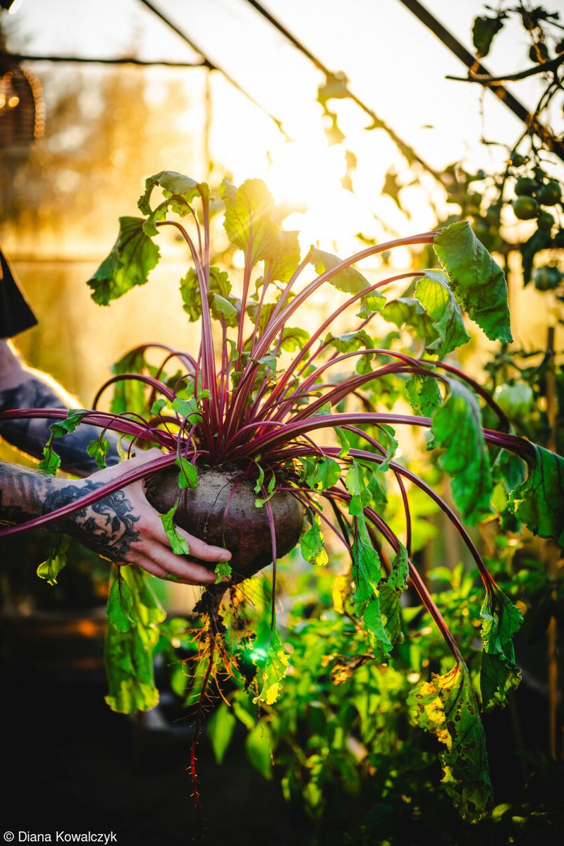 😮 Now that's one beast of a beetroot... 📷 'Beetroot' by Diana Kowalczyk, Shorlisted, @tenderstem Bring Home the Harvest, 2024 #beetroot #vegpatch #vegetablegarden #growyourown #photographer