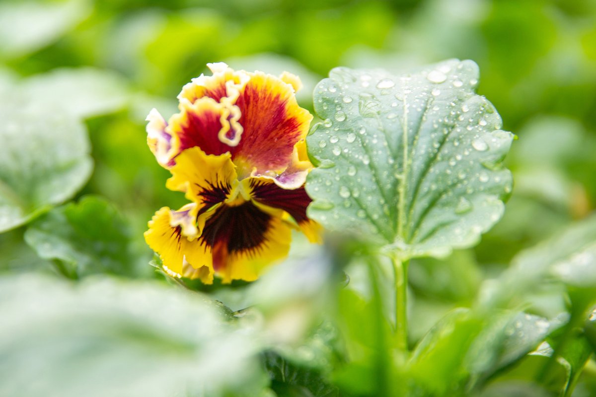 🇬🇧 Beautiful pansies of the Catherine Park
📷 Svyatoslav Novikov, Tsarskoe Selo
🇷🇺 Красавицы виолы в Екатерининском парке