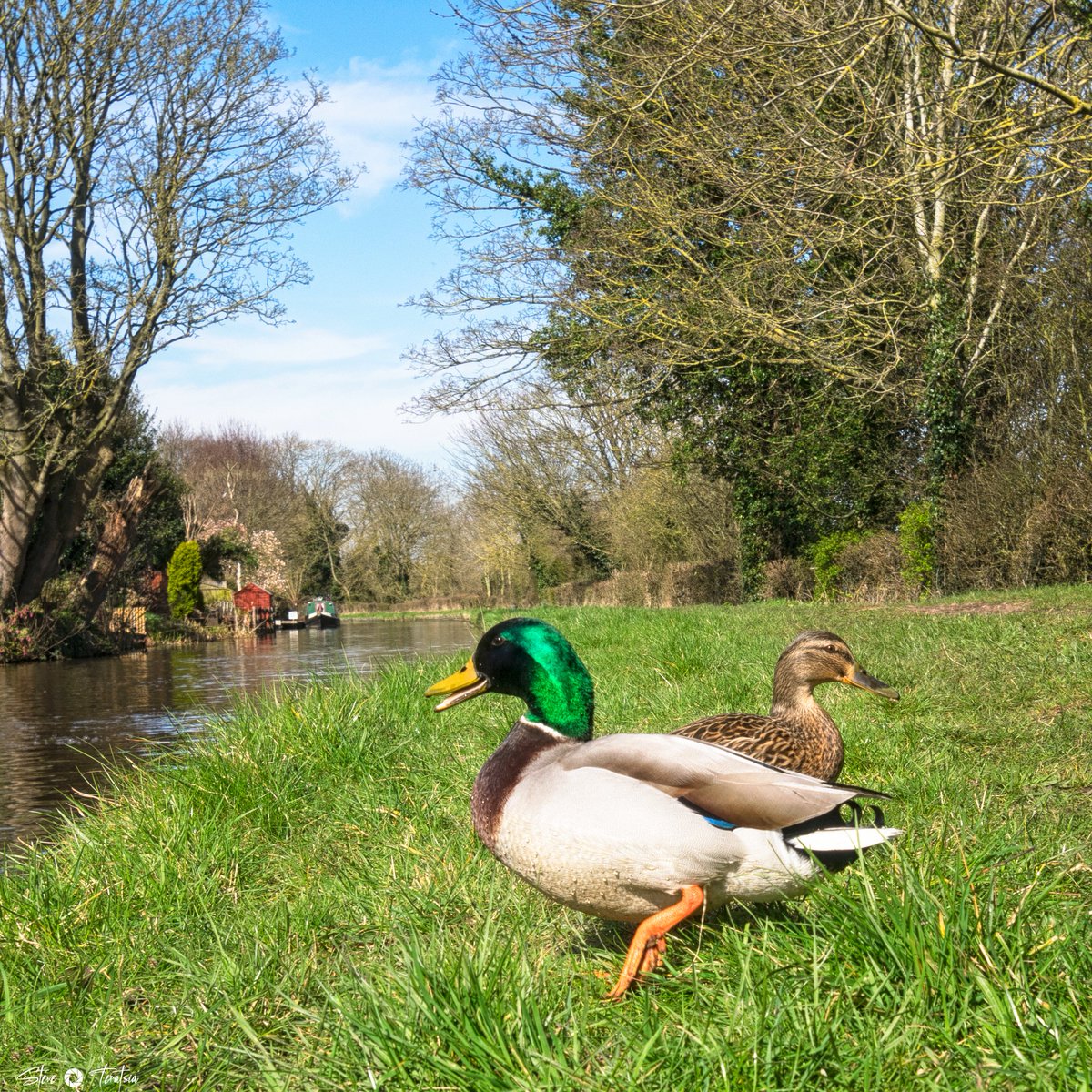 #mallardmonday #ducks #nature #photography