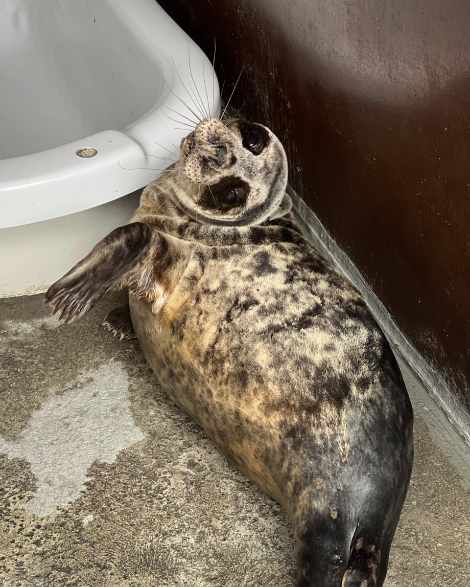 River Bann is reluctant to rise but ready to shine!🥱✨ #seal #animalrescue #marinemammals