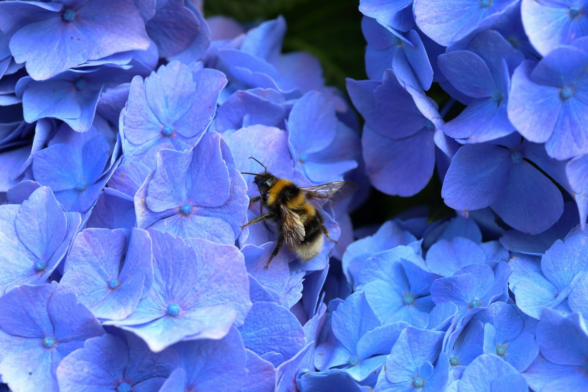 It’s #worldbeeday today so we’re buzzed to bring you some fun facts about the humble Bumblebee in our blog (link below). hopefield.org.uk/blog/world-bee…