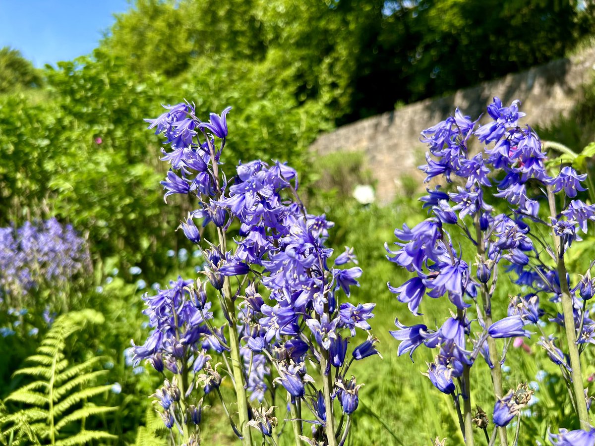 Young At Heart ❤️ #Bluebells #flowers #blue #gardens #mondaymorning