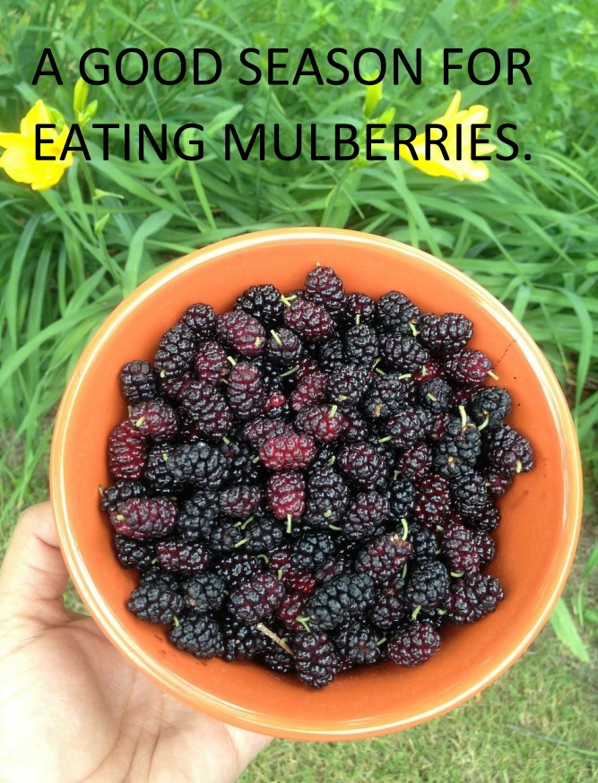 Xiaoman“小满” is the eighth solar term in the 24 traditional chinese solar terms.In this period,the grain of the crop begins to become full,but not fully mature, so it is called "Xiaoman" or "Grain Buds".
#leicestershire
#culturematters
#deliciousfood