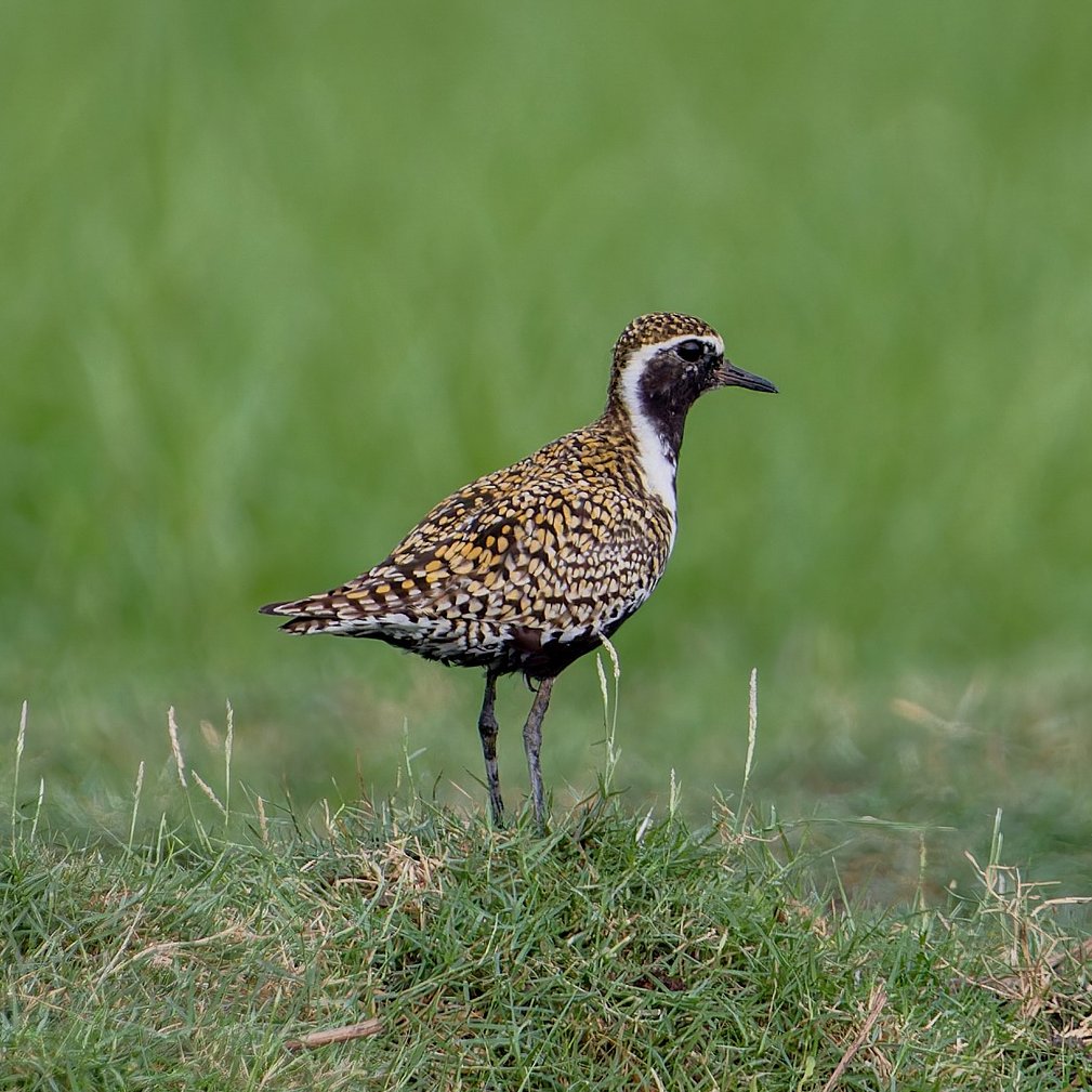 📣 @NatureChampions News! 📣 @dlumsden is the new #NatureChampion for the Golden Plover! Douglas will be working with @ScotLINK member @RSPBScotland to champion these shy, yet regal waders in @ScotParl. Find out more: scotlink.org/species/golden…