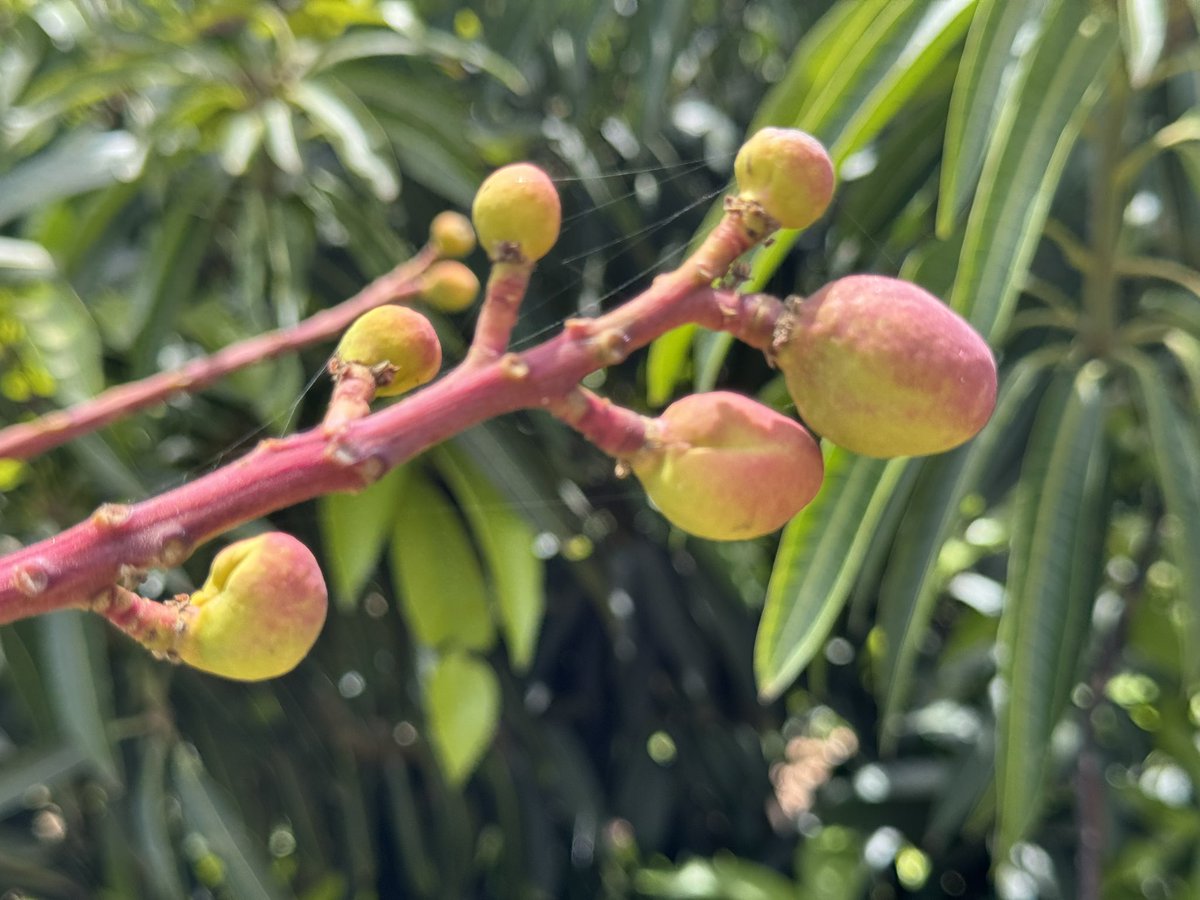 Mango 🥭 season is starting 🇮🇱
