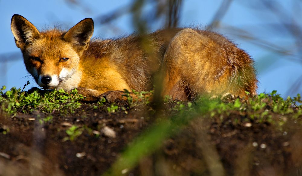 Het leefgebied van in het wild levende dieren staat overal onder druk. We maken ons daar zorgen over. Daarom vragen we je om deze petitie, waarmee Europese leiders wordt gevraagd natuur en biodiversiteit de nodige aandacht te geven, te ondertekenen: bit.ly/4dLpPOA.