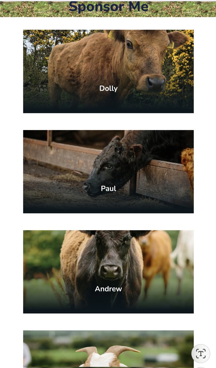 PlayforStrays tweet media