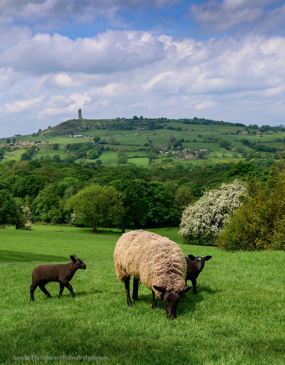 Such a lovely sight to see lambs, may-blossom and green pastures towards Castle Hill this weekend! 
#spring #blossomwatch #Huddersfield #Yorkshire #CastleHill #loveukweather #lambs #countryfile @ThePhotoHour @HuddsHub #photography #nature