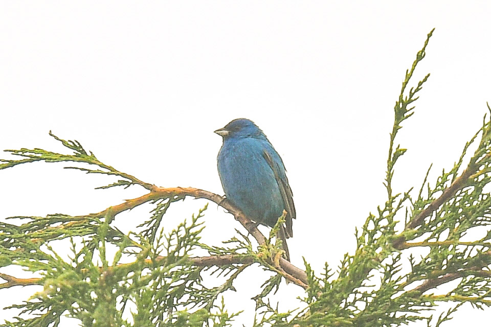 A Blue Monday in Sunderland ..... @RareBirdAlertUK
@birdguides #IndigoBunting