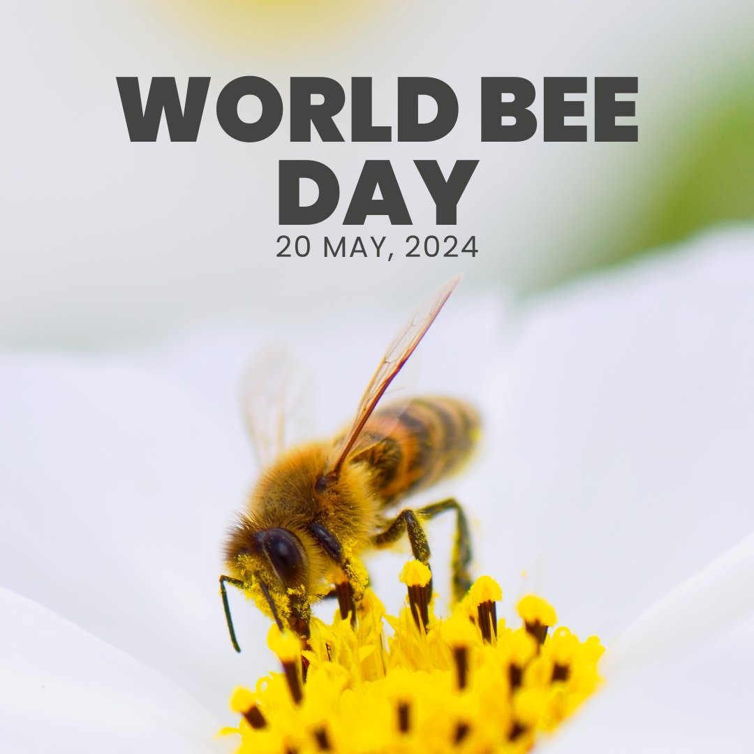 Get ready for #WorldBeeDay 2024, buzzing with excitement around the theme 'Bee engaged with Youth.' It's all about inspiring young beekeepers and pollinator protectors, shaping them into tomorrow's eco-heroes!🐝 Get involved here  tinyurl.com/2rjdhd6n #BeeEngagedWithYouth