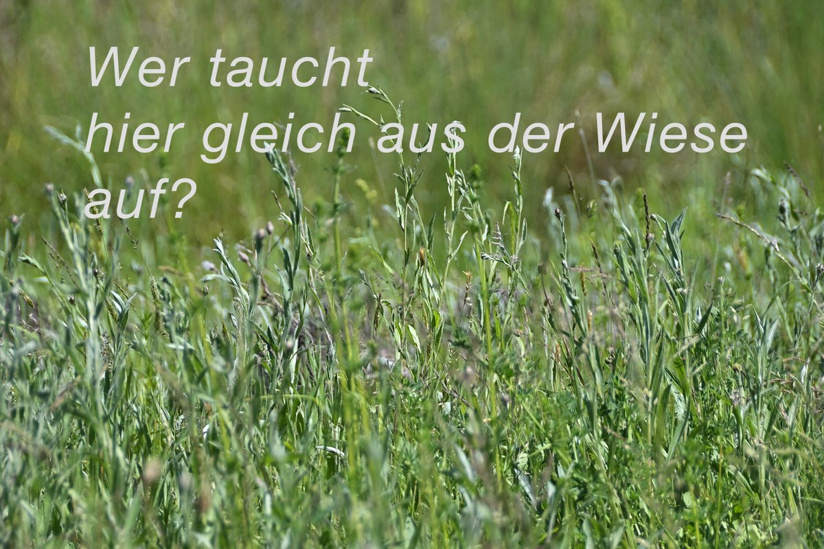 Kleines (diesmal nicht ganz so einfaches) Rätsel am Morgen: Wer versteckt sich hier hinter den Gräsern in der Wiese? #Stadtnatur #Naturbeobachtungen