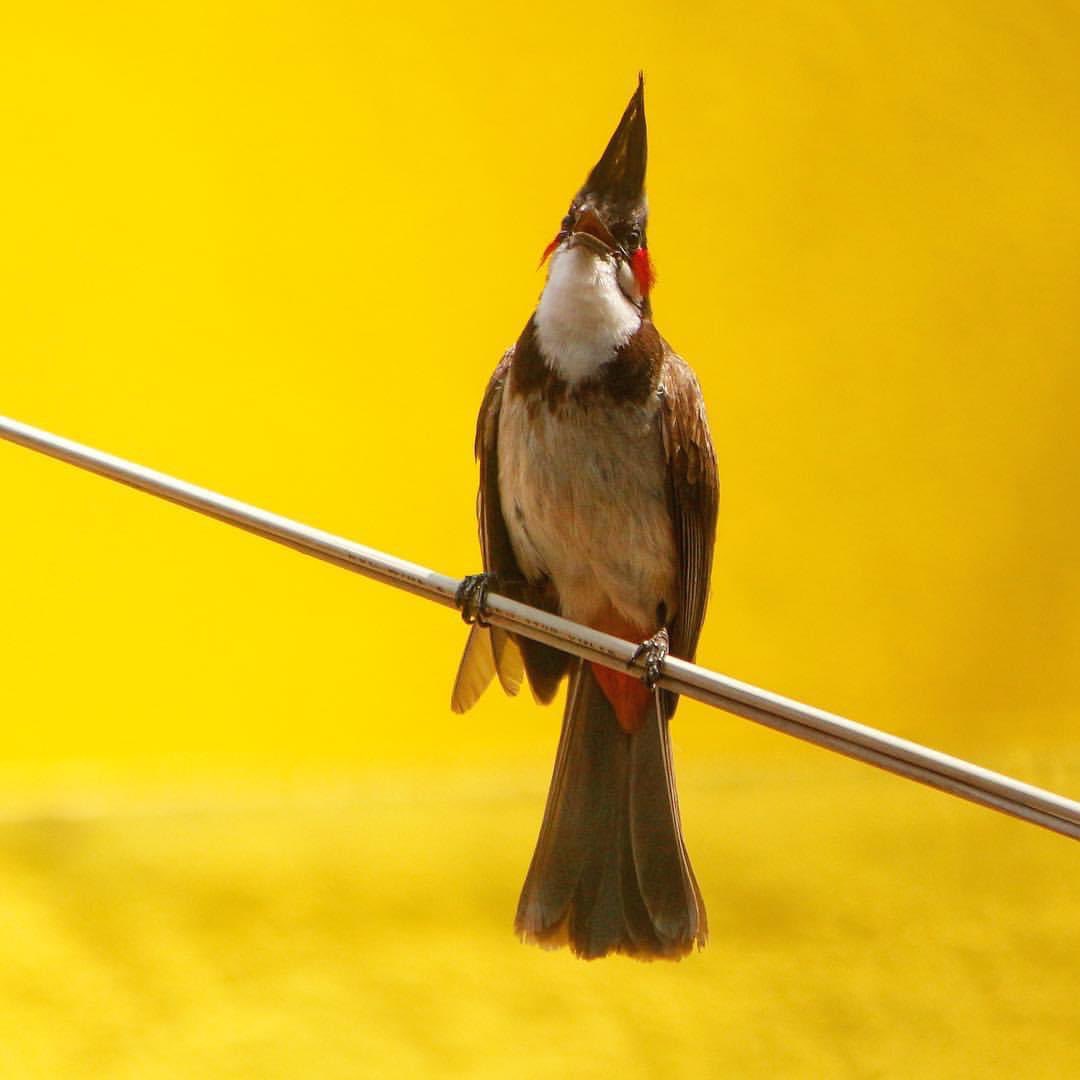 Only 
The ephemeral 
Is of a
Lasting value..
LONESCO

#bulbuls & their hairdos 😁

That yellow is someone’s home…as per #vaastu it’s a good one😄
&
I feel #iphone shud have an emoji for bulbul 😍

#mypic #bulbul #birdlovers #indiAves #vrupix