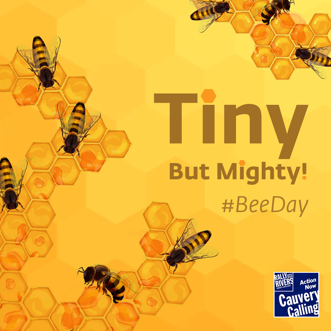 Tiny but mighty, Bees pollinate 1/3 of the world's crops! This #WorldBeeDay, let's celebrate these buzzing buddies & learn how we can help them thrive! #CauveryCalling #Biodiversity
