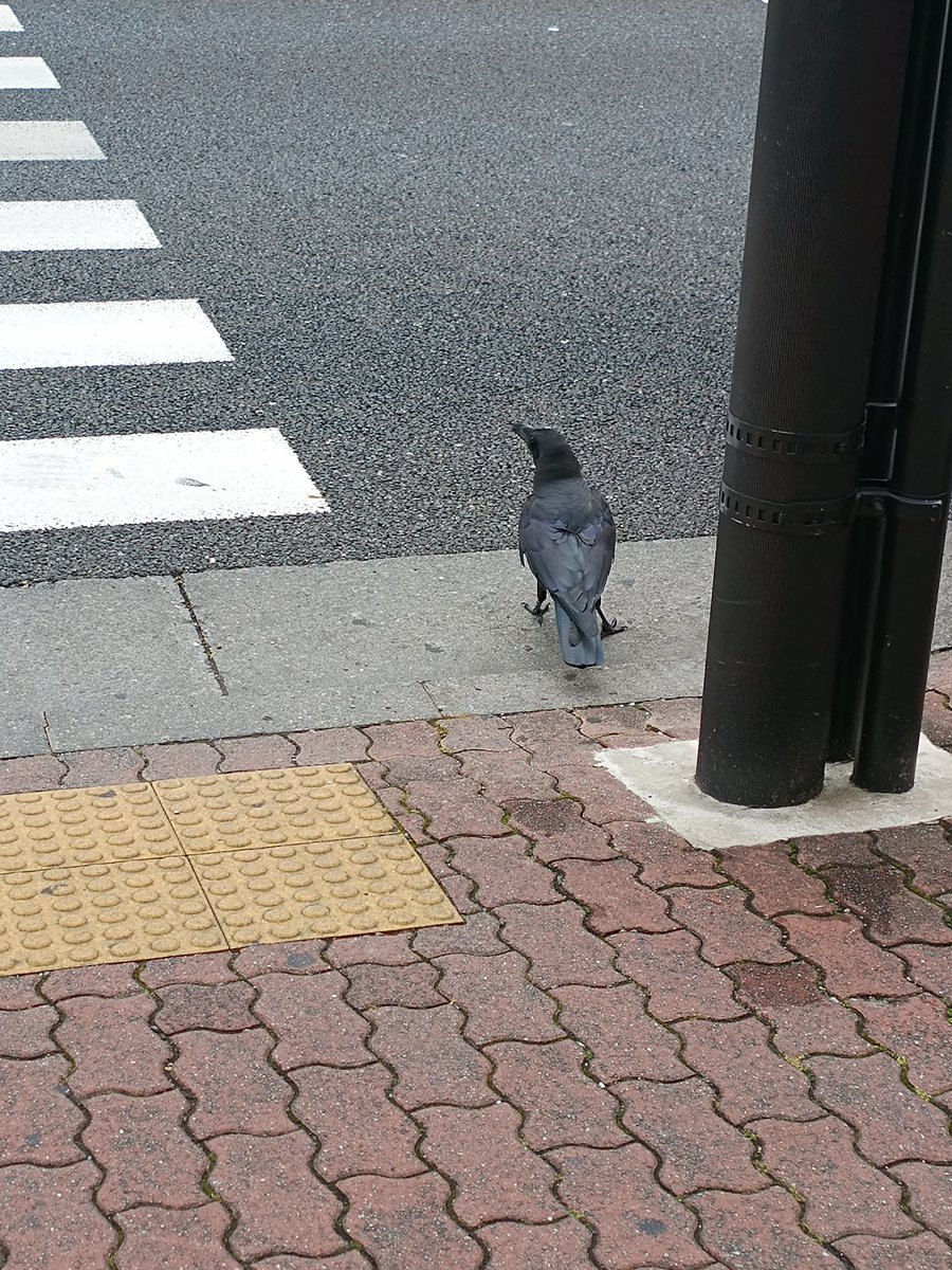 信号待ちカラス