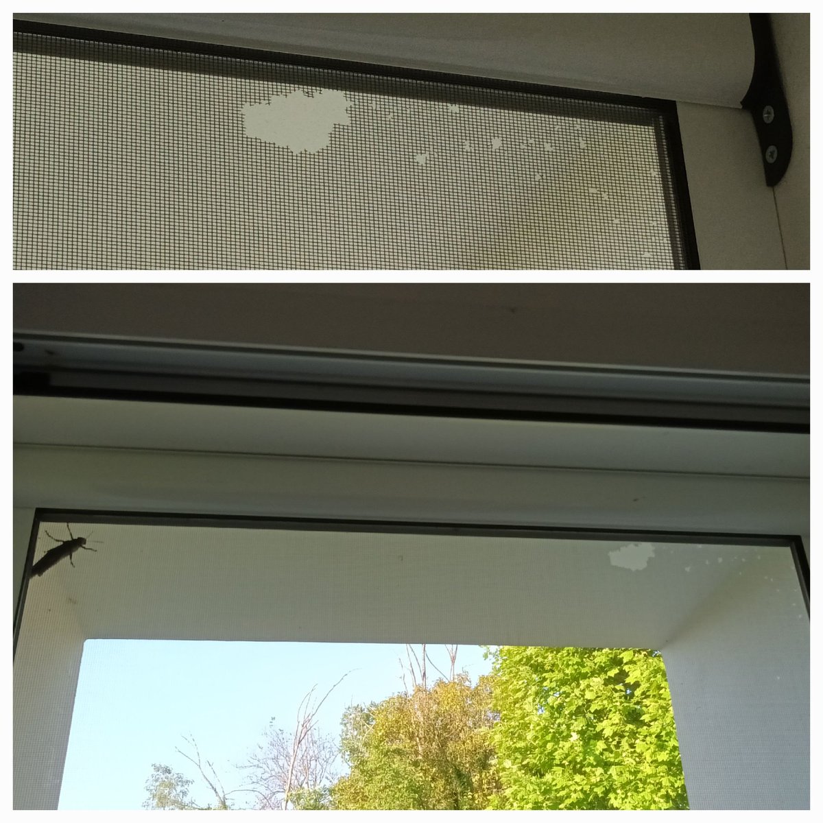 Nomeutenteciska's tweet photo. @Nicola_Bressi chiedo se secondo lei è possibile che la zanzariera (seminuova) sia stata rosicchiata?😳 Lì, come si vede, stazionano sempre cavallette al sole. Può esserci una correlazione o altre ipotesi...? https://t.co/LhjsB3iYIk