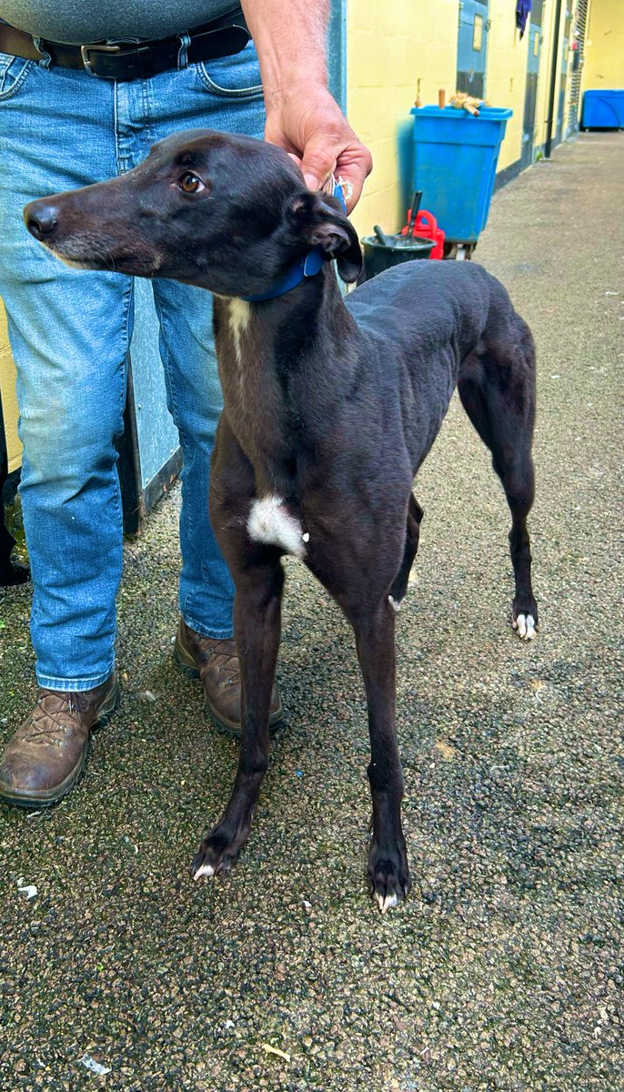 *GREYHOUND DERBY ENTRY NUMBER 6* Makeit Hati is a MARCH 22 Bitch, she was purchased from @PremGreySales OLYMPIC SALE @HoveGreyhounds Hati runs Saturday in the red hot heat 31 @TowcesterRaces, We keep our fingers crossed for a big run🤞🏻 ❤️ Owners : Makeit Syndicate