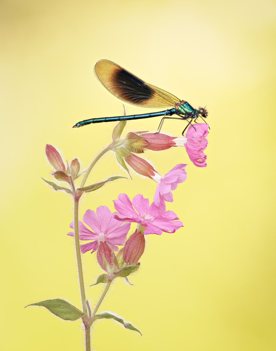 ‘BANDED DEMOISELLE ON CAMPION’
I thought that since the damselflies and dragonflies are all out, I should start taking some more photographs.
#fsprintmonday #sharemondays2024