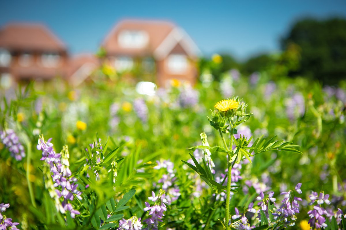What can you do to attract polinating bees and butterflies to your garden? 🤔 Our 5️⃣ step guide tells you how you can create a sensory garden to do just that this #WorldBeeDay 👉 bit.ly/3rC6j3j #NewGarden #SpringGardening #Spring #GardeningInspo