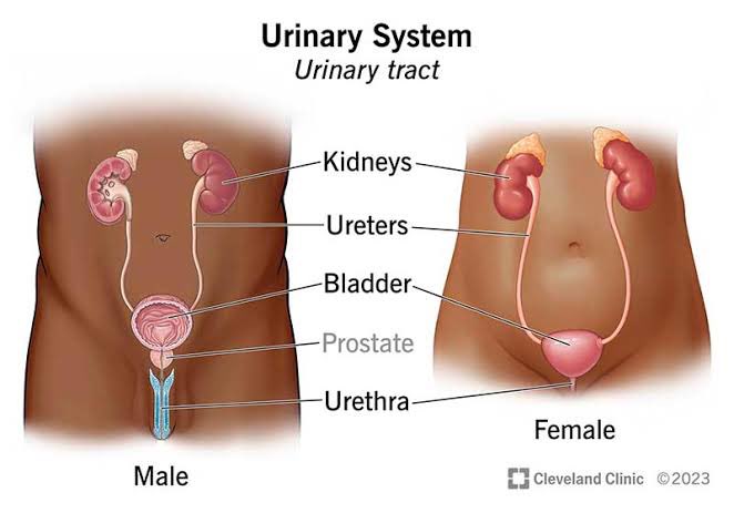 Let's Talk About Urinary Tract Infections (UTIs) Please look at the image briefly and come with me 👇