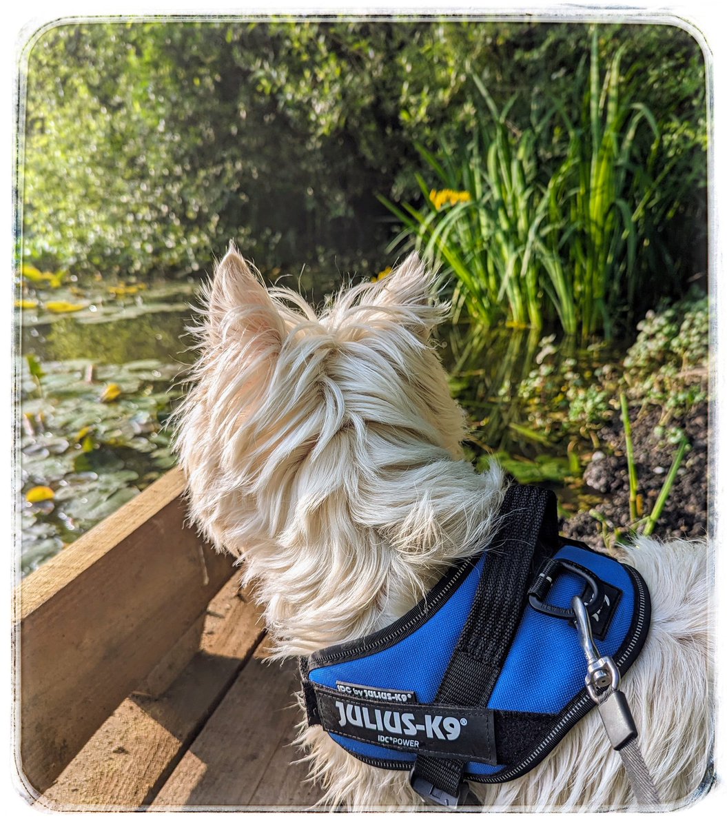 #Spring walks The 'snug' of the pool 🌸 Moorhen and a chick in there 2 squirrels over their heads Water lilies flowering Blue tits playing Fish jumping ☺️ Things that make me happy 💛 #Gentleness 💙 #Ready4Freddie 💚🐶 #KeepGoing x⛅