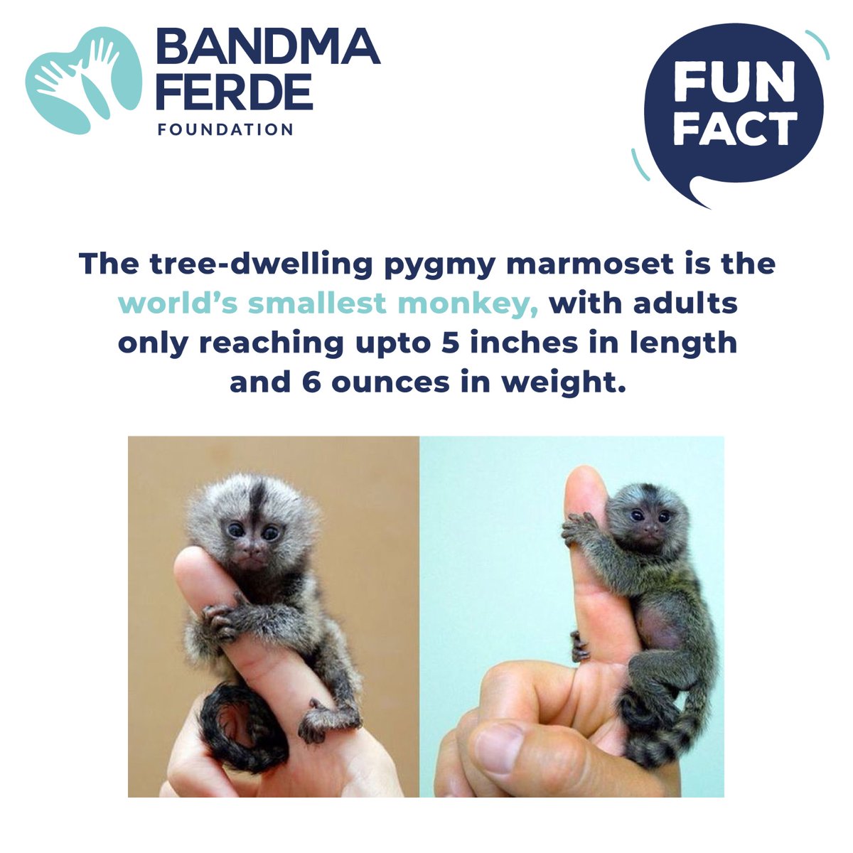 𝐅𝐮𝐧 𝐅𝐚𝐜𝐭: The tree-dwelling pygmy marmoset is the world's smallest monkey, with adults only reaching upto 5 inches in length and 6 ounces in weight. For more information visit the link: linktr.ee/Bandmaferdefou… #Bandmaferdefoundation #Bandmaferde #NGOIndia