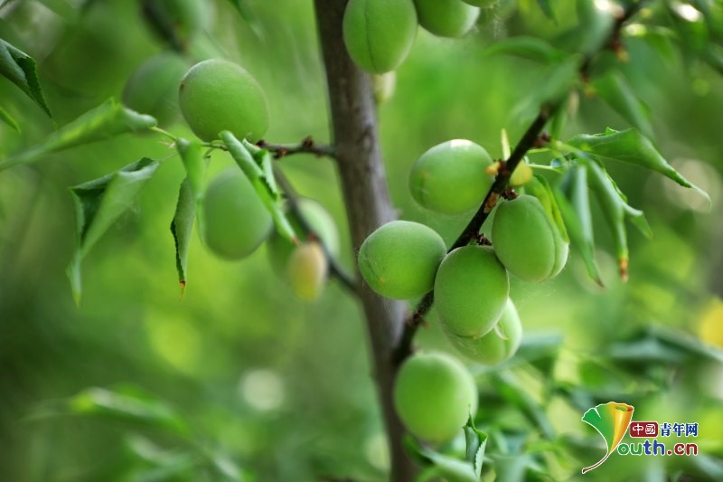 YouthChina's tweet photo. On upcoming “#Xiaoman” (#LesserFullnessofGrain) solar term, green plums hang all over the branches on the #Plum Ridge in Qingyan Garden, a century-old garden in Huai 'an City, #Jiangsu province. #Chinasolarterm #Chinaplant https://t.co/4KmB4hN7sZ