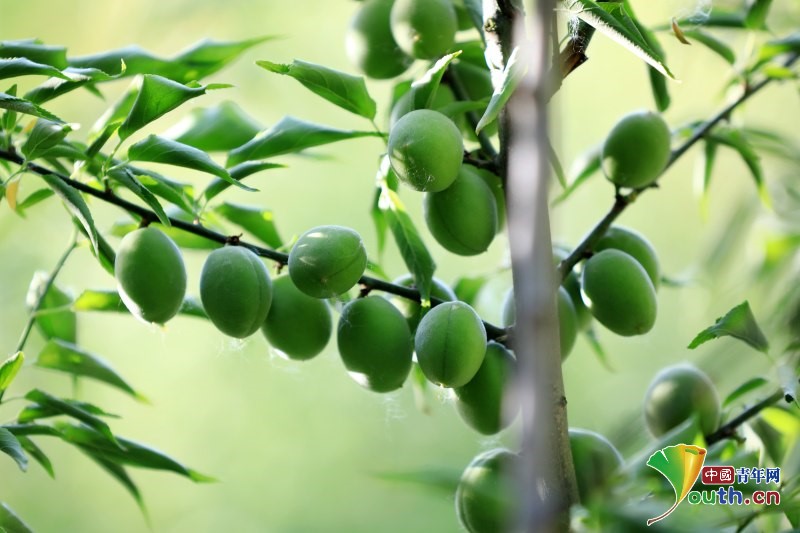 YouthChina's tweet photo. On upcoming “#Xiaoman” (#LesserFullnessofGrain) solar term, green plums hang all over the branches on the #Plum Ridge in Qingyan Garden, a century-old garden in Huai 'an City, #Jiangsu province. #Chinasolarterm #Chinaplant https://t.co/4KmB4hN7sZ
