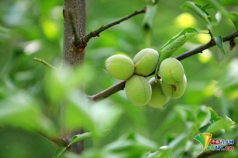 YouthChina's tweet photo. On upcoming “#Xiaoman” (#LesserFullnessofGrain) solar term, green plums hang all over the branches on the #Plum Ridge in Qingyan Garden, a century-old garden in Huai 'an City, #Jiangsu province. #Chinasolarterm #Chinaplant https://t.co/4KmB4hN7sZ