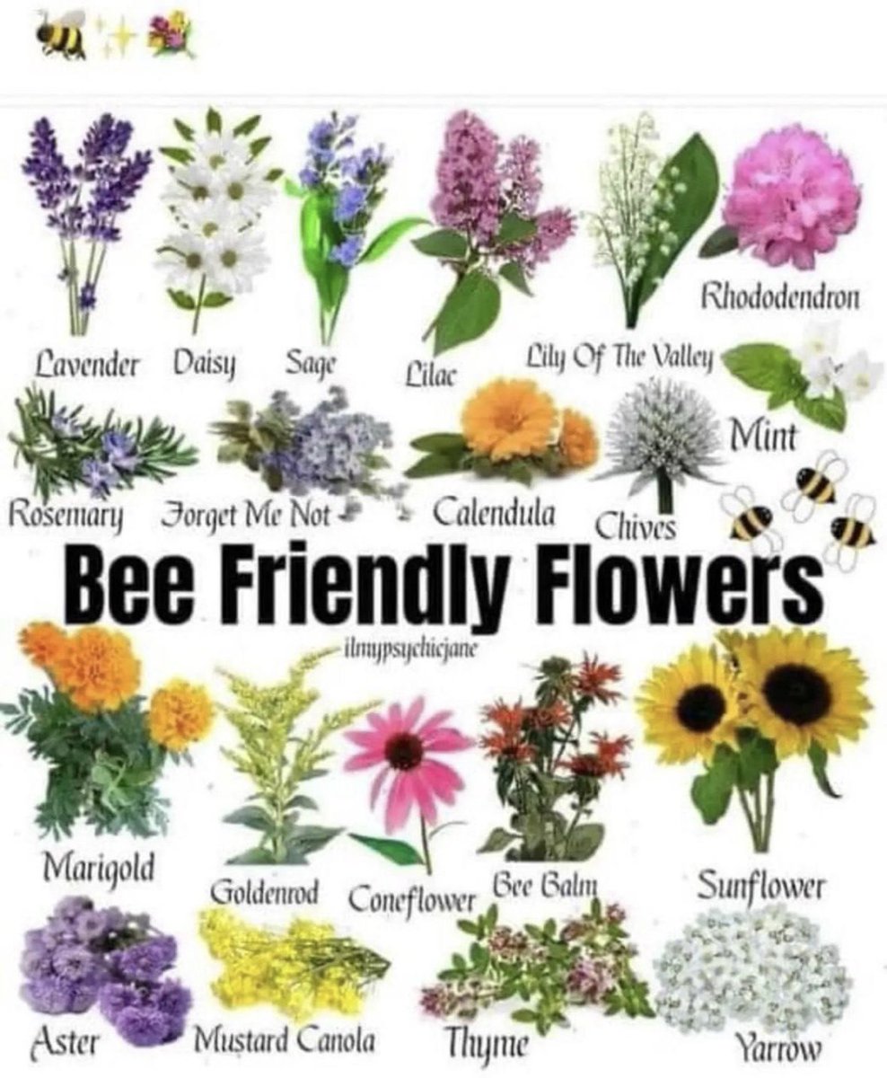 World Bee Day 🐝 🐝🐝🐝🐝🐝