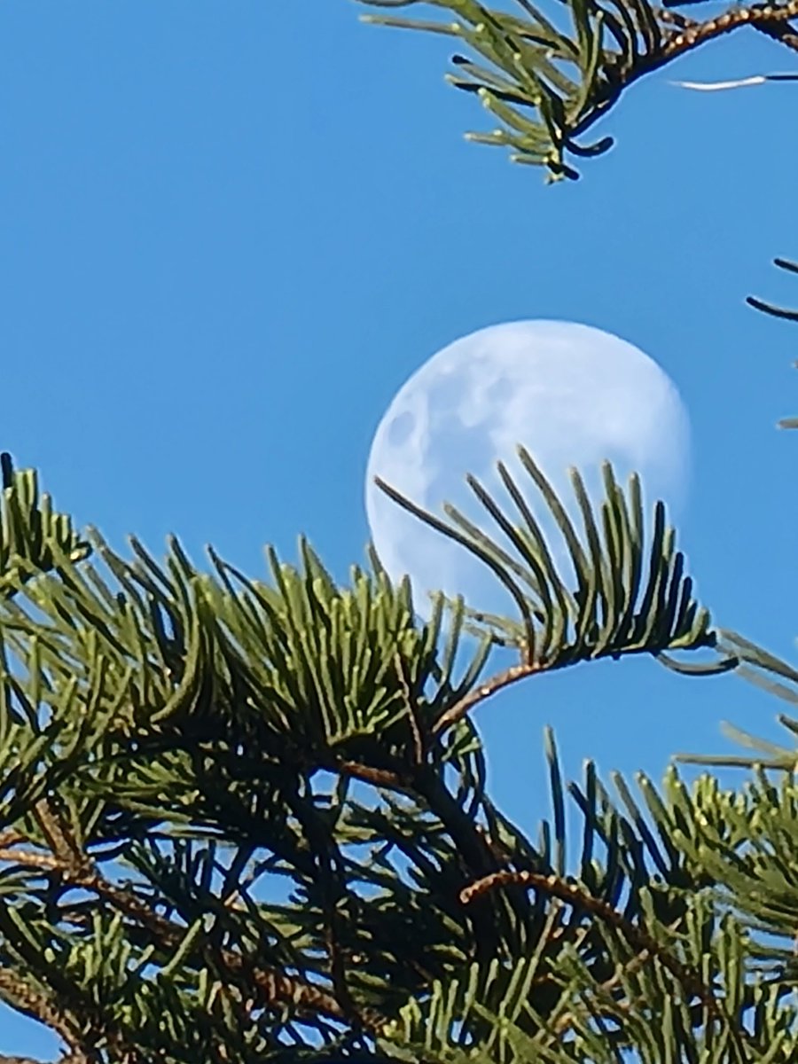 Moon and Norfolk Pine 🙂