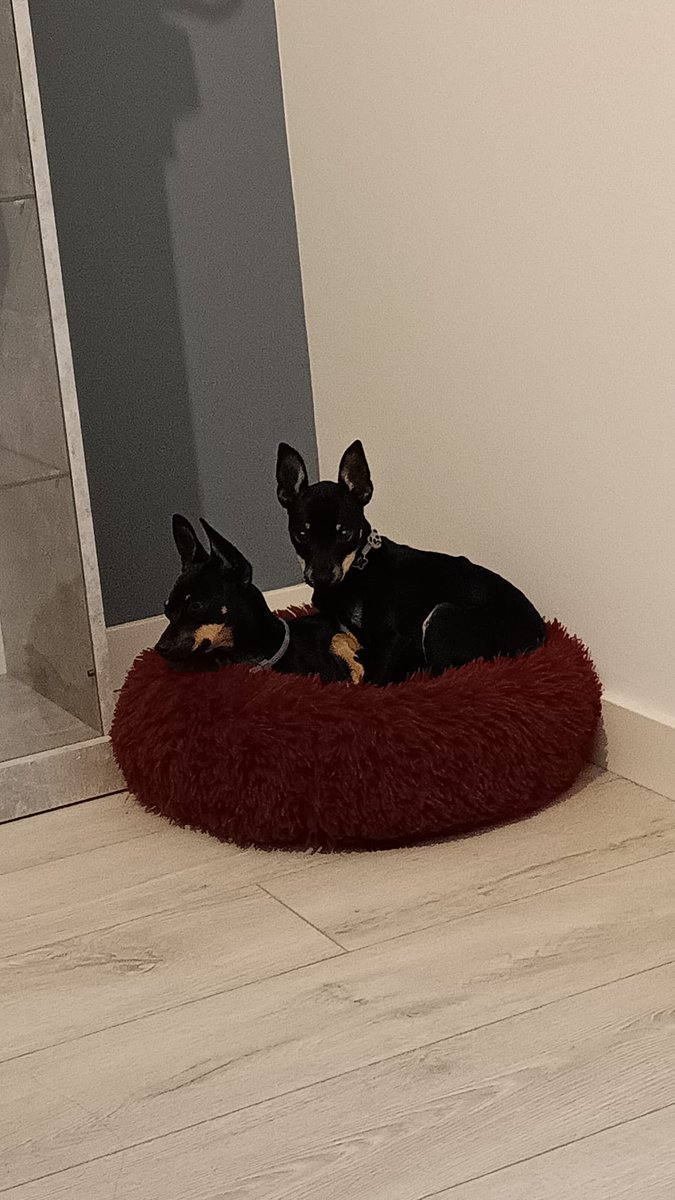 Pilu687's tweet photo. @Danimaros @10christiaaan__ @ser_espiritual_ No es nada fácil. Te mando todo mi apoyo. En nuestro caso, de las dos perritas, la mamá (que sólo tiene año y poco) fue la maltratada, y le tiene miedo a los perrxs y hombres. Y claro, gruñe, ladra, y la pequeña se une. Os dejo fotito. Mucha fuerza ❤️❤️❤️ https://t.co/CylHSCd2BZ