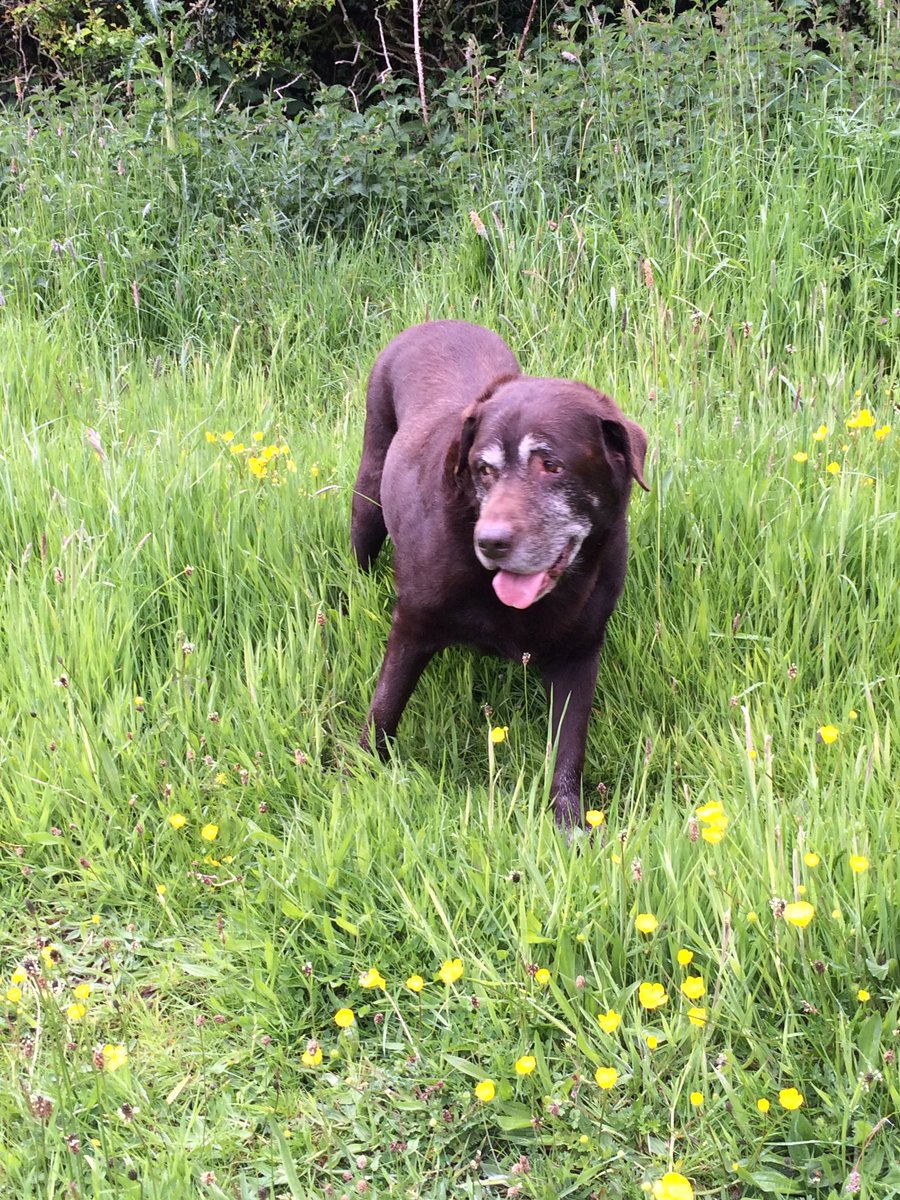 🌈 Happy heavenly 21st birthday to our best boy brofur Rupert, forever loved, forever missed 🤎🌈🐾🐾🐾❤️