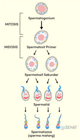 Mengenal Spermatogenesis, Proses Pembentukan Sel Sperma pada Testis dlvr.it/T772DY