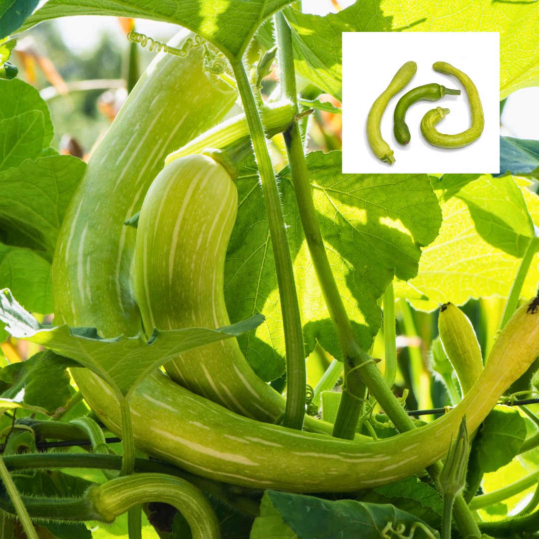 Seed Pantry® tweet media