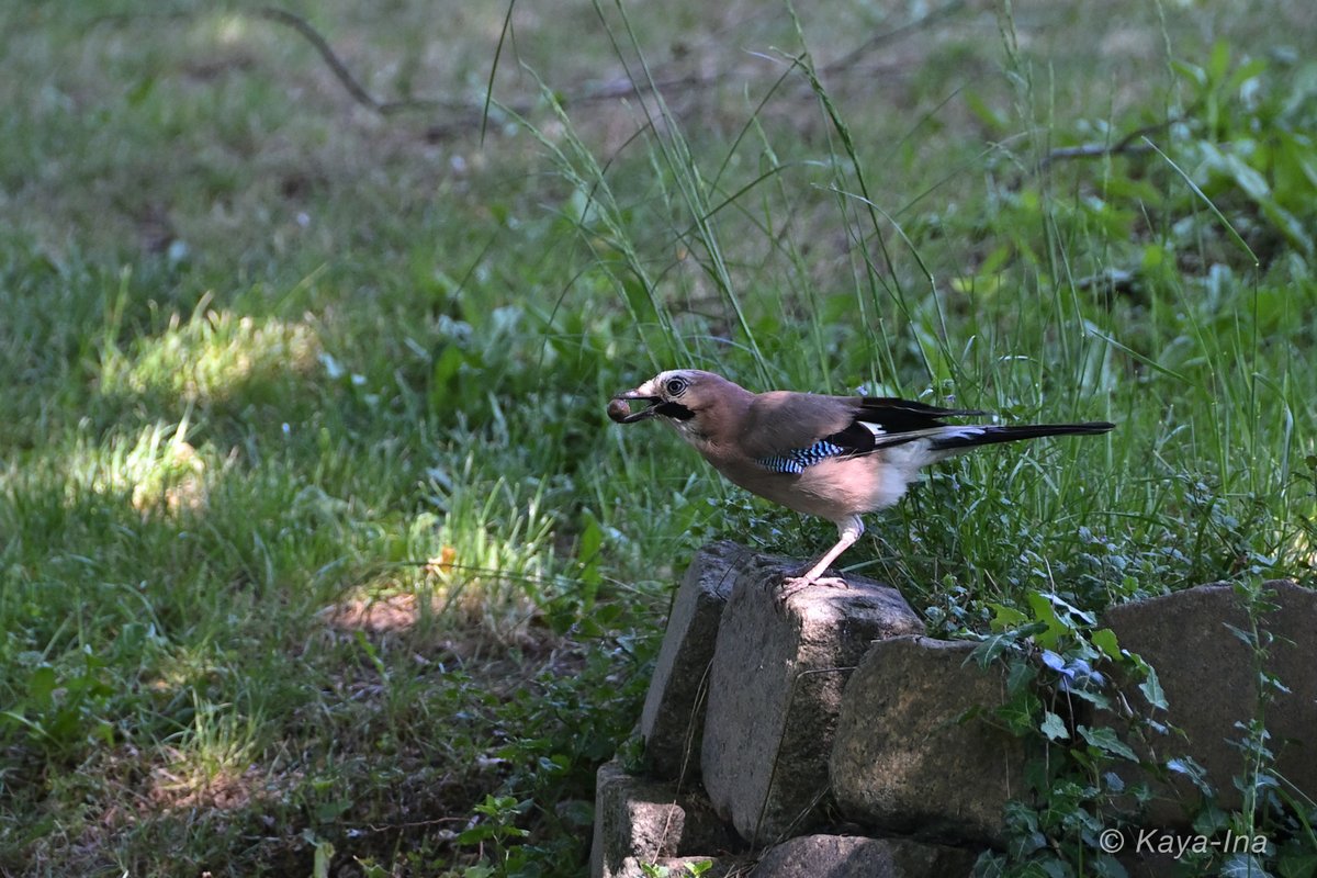 Gerade hat sich der Eichelhäher etwas vom Eichhörnchenfutter geklaut. Das ist mir aber lieber, als wenn er wieder die jungen Meisen frisst. #Stadtnatur #Naturbeobachtungen