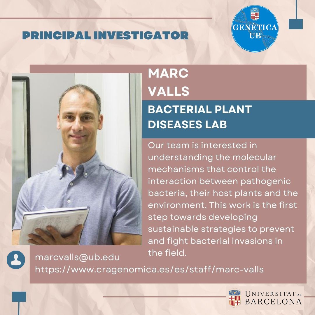 #MeetTheTeam |👥Presenting Marc Valls's group today: the 'Bacterial Plant Diseases Lab'. 🧬 Explore the newest Meet the Team feature in our @GeneticsUB section!