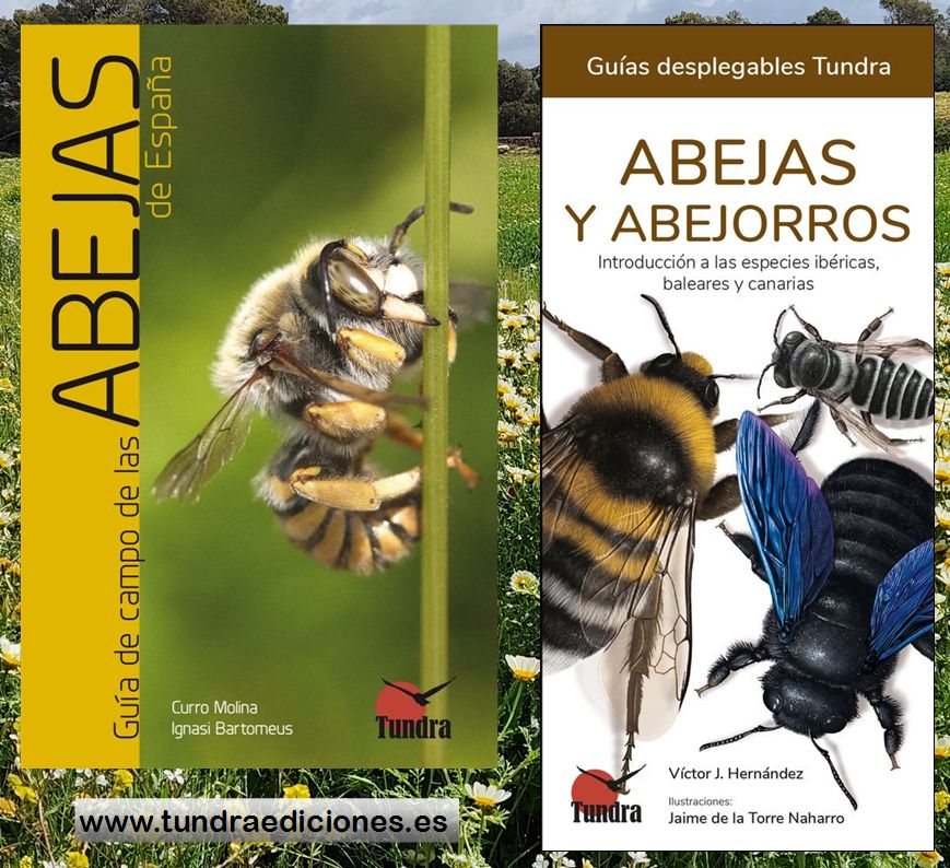 Feliz #DíaMundialDeLasAbejas! Un par de guías para conocer la enorme diversidad de especies más allá de la abeja doméstica, su función en la Naturaleza, cómo observarlas y cómo ayudarlas. tundraediciones.es #WorldBeeDay #SalvemosLasAbejas