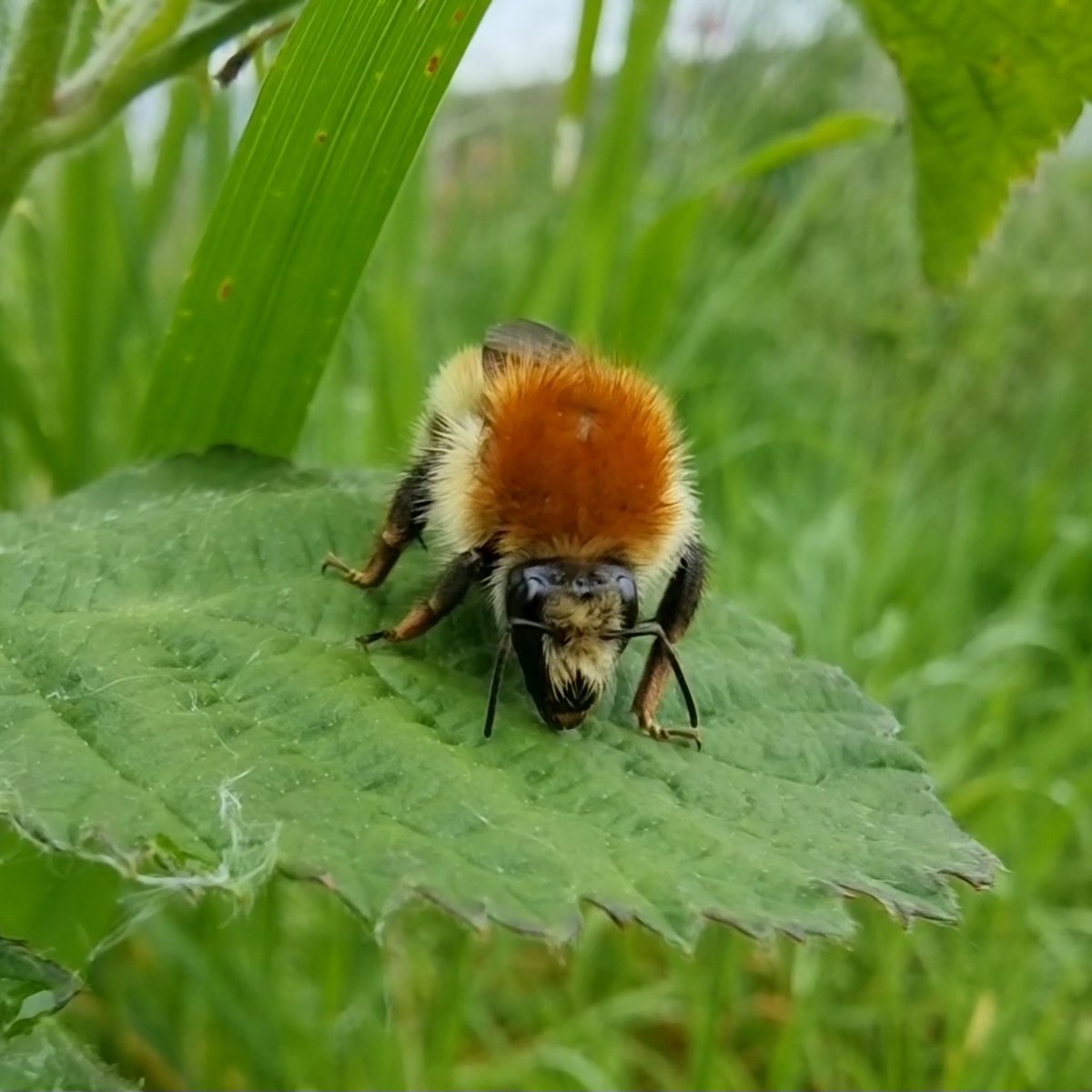ecoACTIVE_UK's tweet photo. It’s #WorldBeeDay so we had to share this Brown-banded carder bee spotted on the #HackneyBuzzline 💚
🐝 It’s a species of principal importance for conserving biodiversity and one of six bumblebee species considered to be most threatened or in greatest decline in the country. https://t.co/aXkwgRM8yz